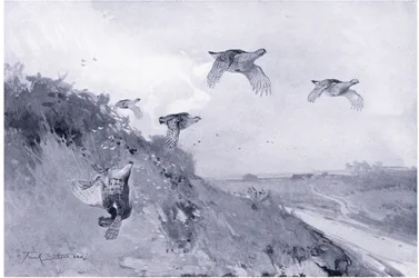 Partridge Driving
